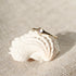 A tiny moonstone stacking ring set on a seashell